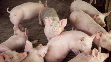 CREATOR: gd-jpeg v1.0 (using IJG JPEG v62), quality = 90