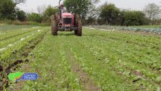 Aproduco