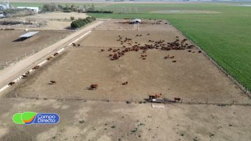 Campo
