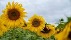 Girasol