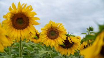 Girasol