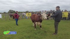 Jura Hereford UCC