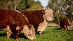 vacas (1)