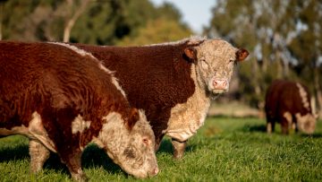 vacas (1)