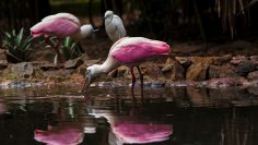 aves