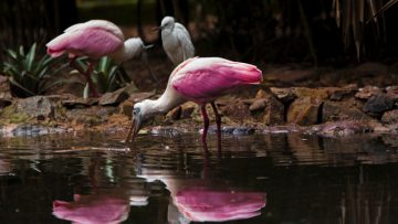 aves