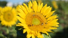 girasol 2