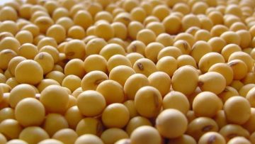 semillas de soja