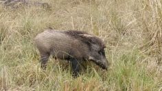 jabali
