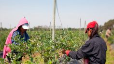 trabajadores rurales