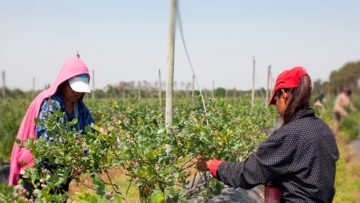 trabajadores rurales