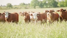 vacas