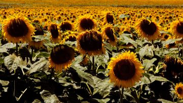 girasol
