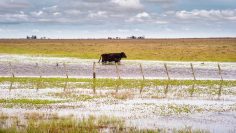 inundcaiones
