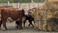 vacas