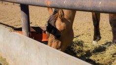 caballo