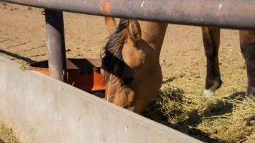 caballo