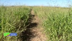 pasturas megatermicas (2)
